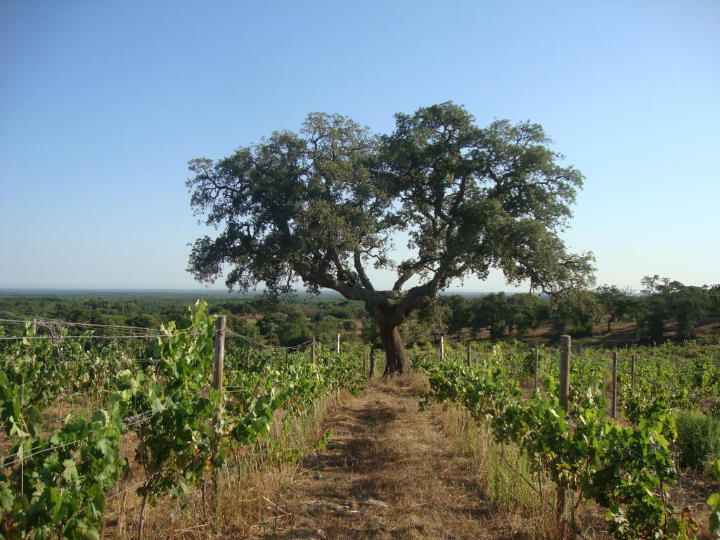 A Serenada Enoturismo Grândola Extérieur photo